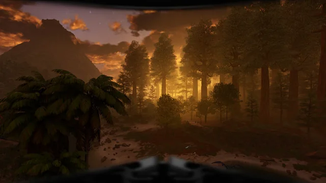 Sunset glowing through a pine forest